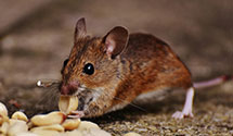 historical-building-pest-preservation-and-protection Experts in Jersey